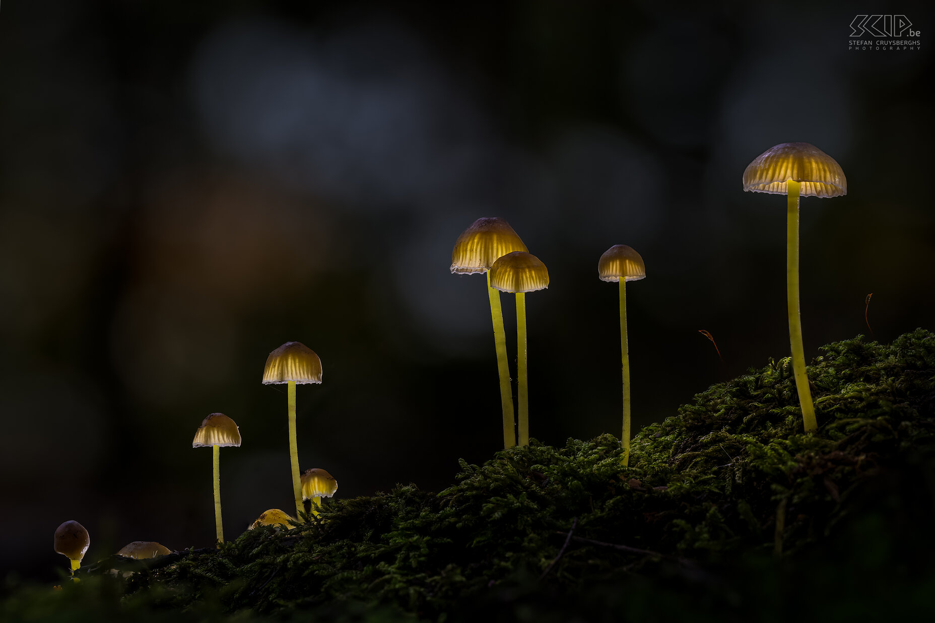 Glowing mushrooms When I went out in the evening in the forests of Averbode I discovered some beautiful glowing mushrooms; an ingenious trick from mother nature, gnomes who leave their lights on or just a creative photographer, ...;-) Stefan Cruysberghs